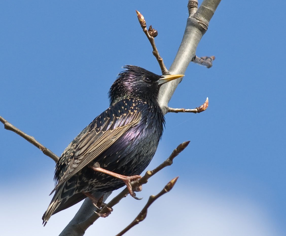 Желтогрудый скворец