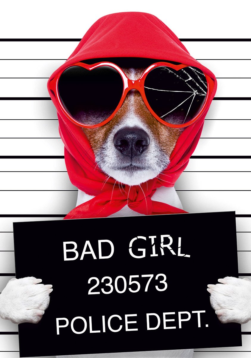 Собака в розыске прикол