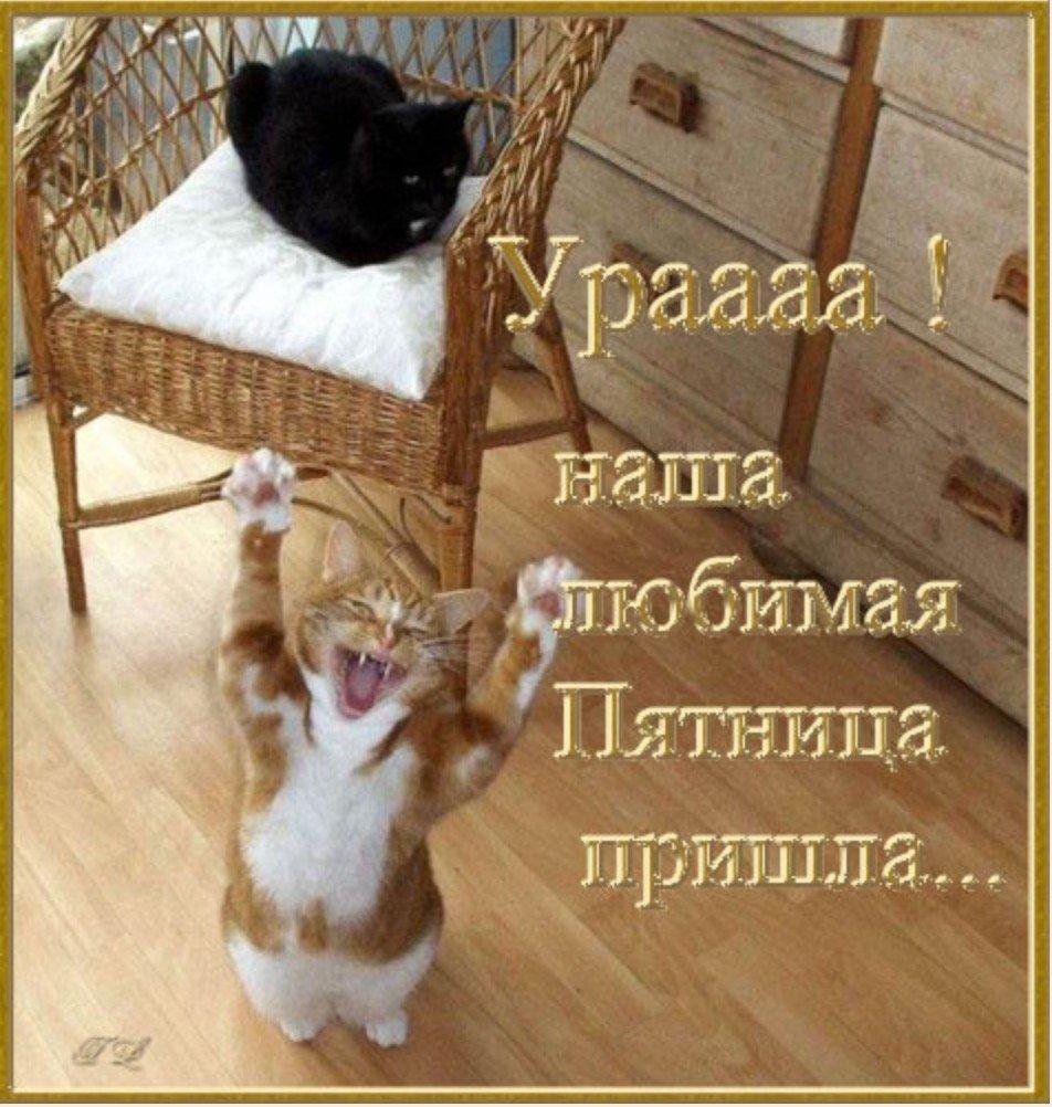 Хороших выходных котики