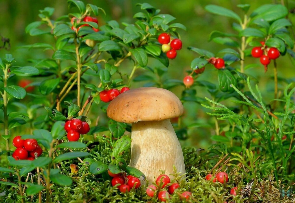 Ягоды в лесу