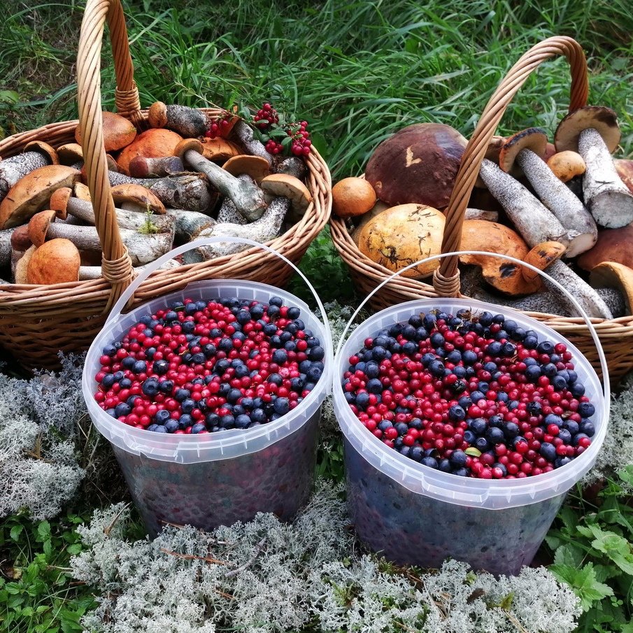 Запрет на собирательство грибов и ягод