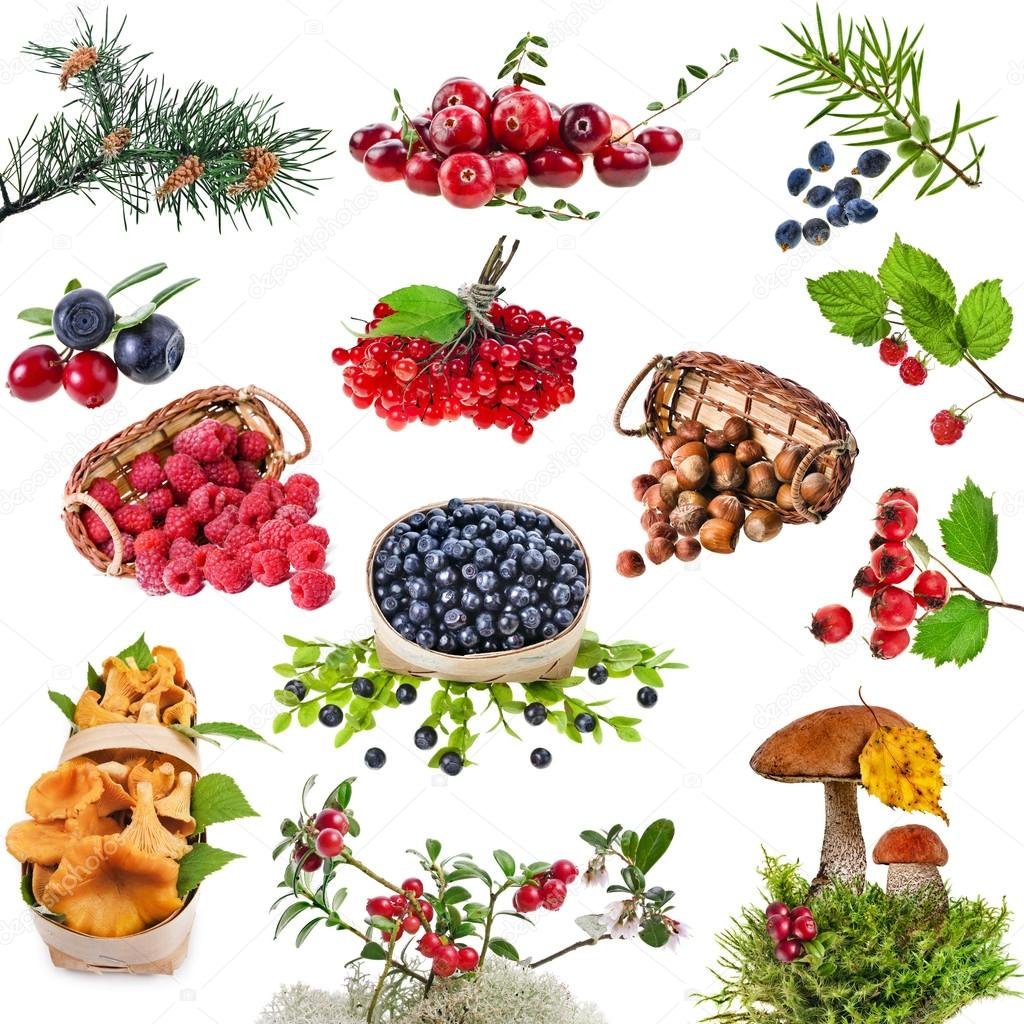Лесные ягоды и грибы для детей