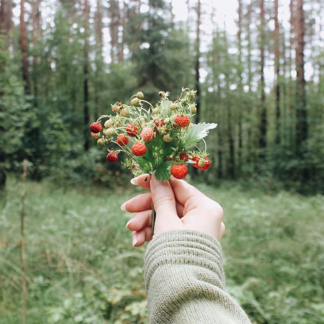 Ягоды Эстетика