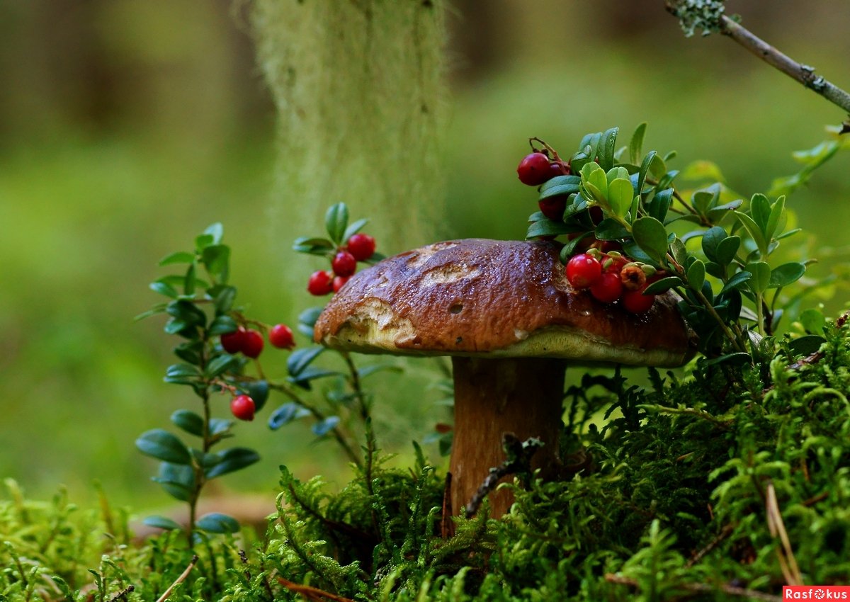 Природа грибы ягоды
