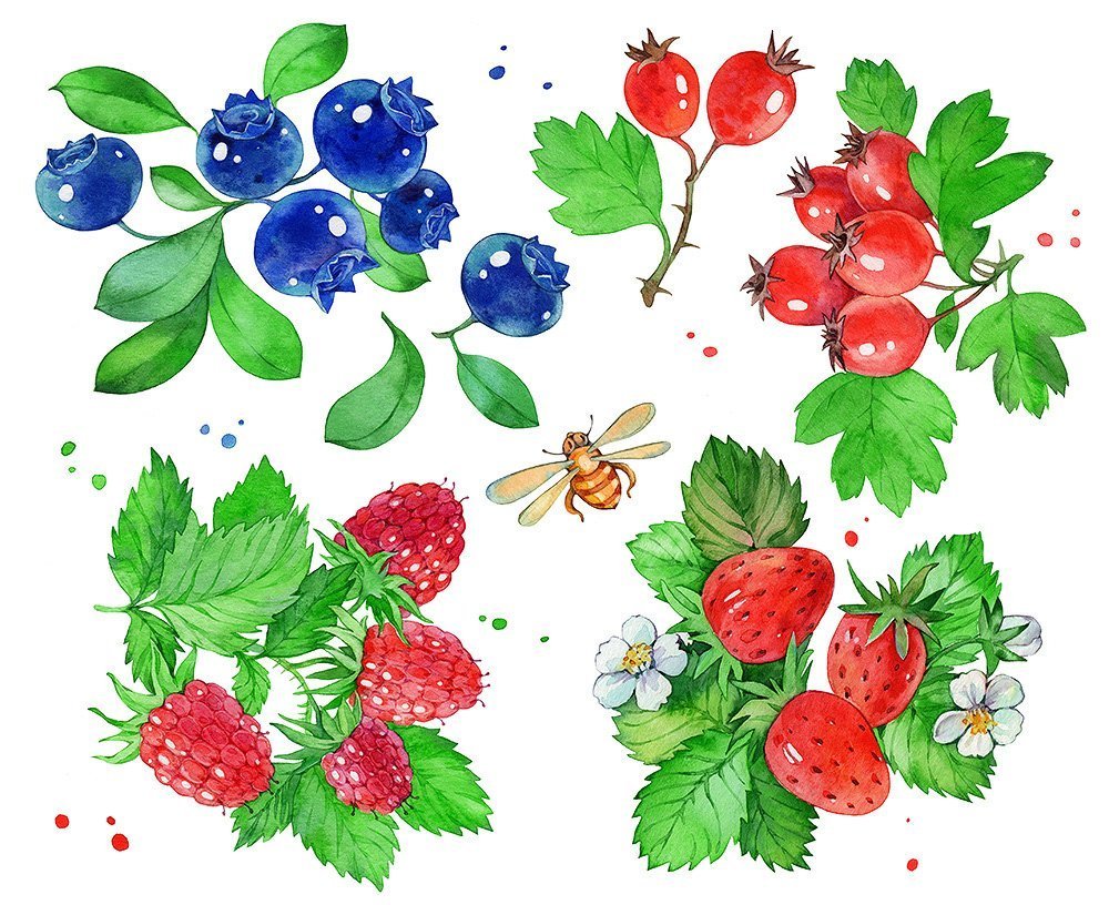 Ягоды рисунок