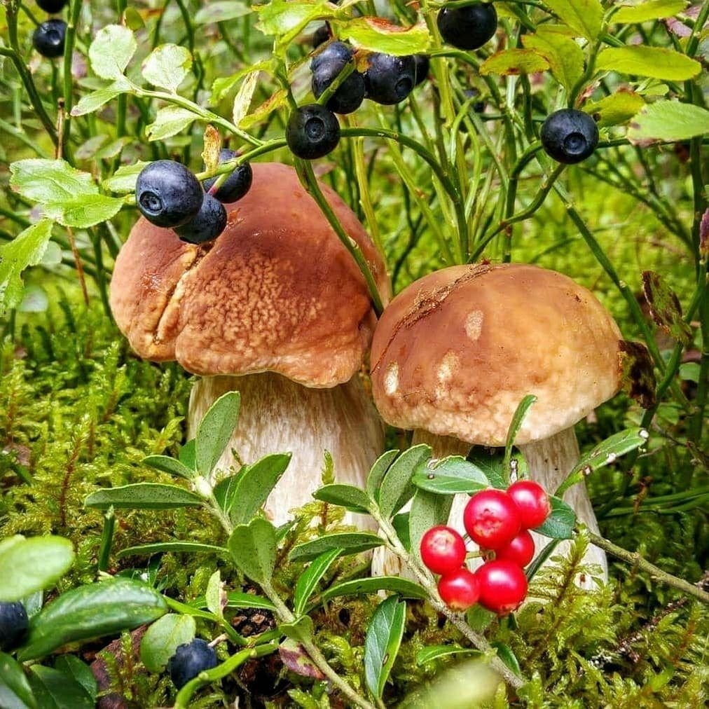 Лес грибы ягоды