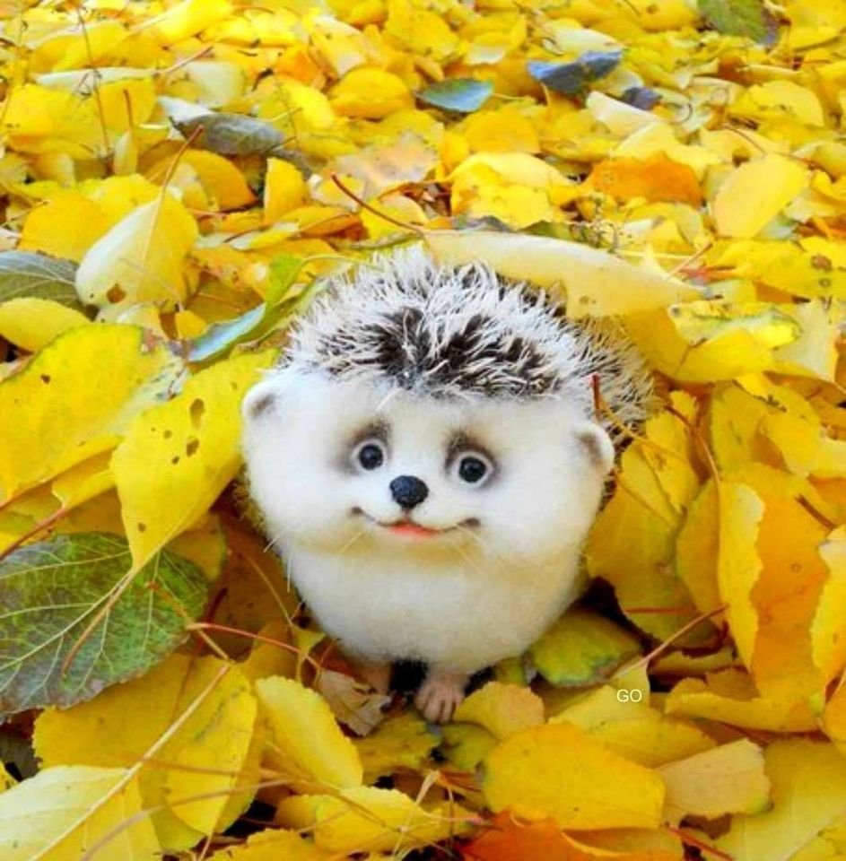 Осень горячий чай