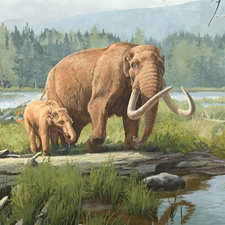 Мегафауна кайнозоя