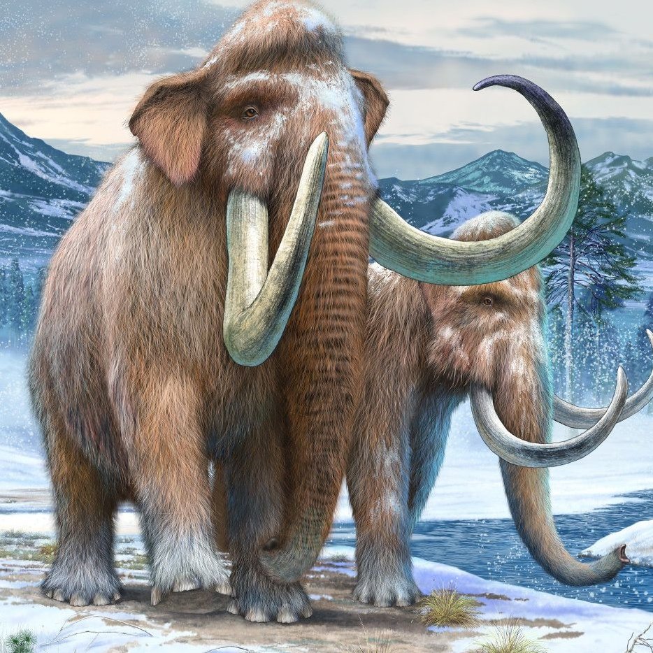 Сибирский шерстистый мамонт