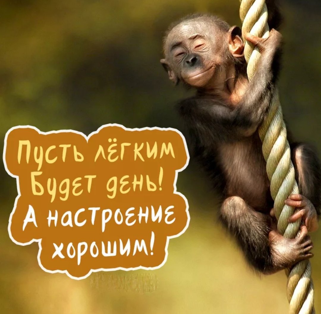 Пожелания хорошего дня прикольные