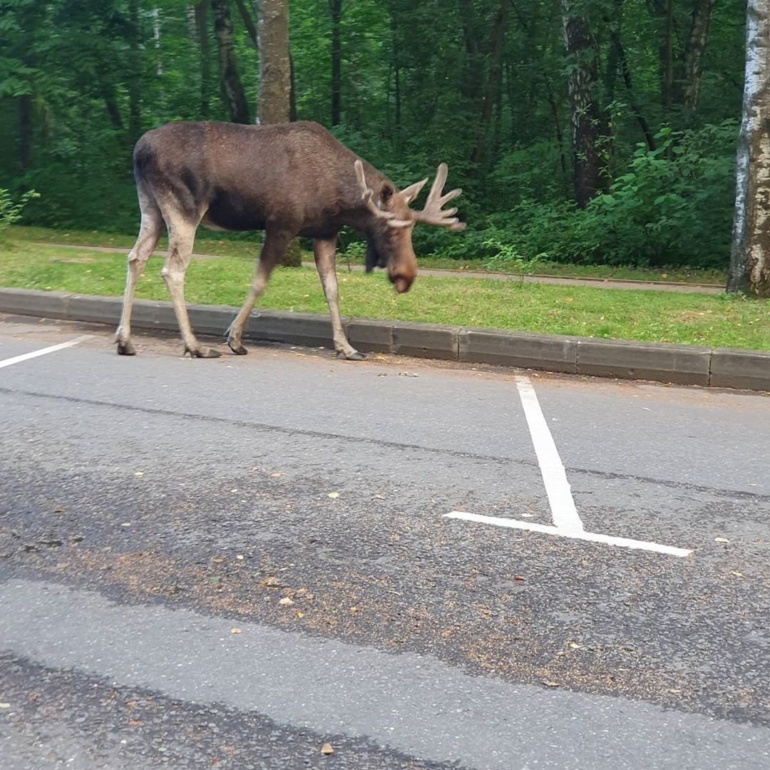 Лоси в Сокольниках 2020