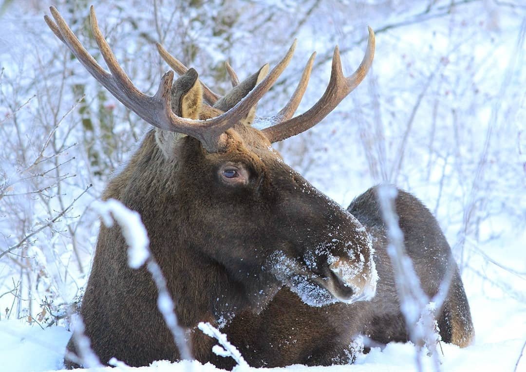 Лось спит в снегу
