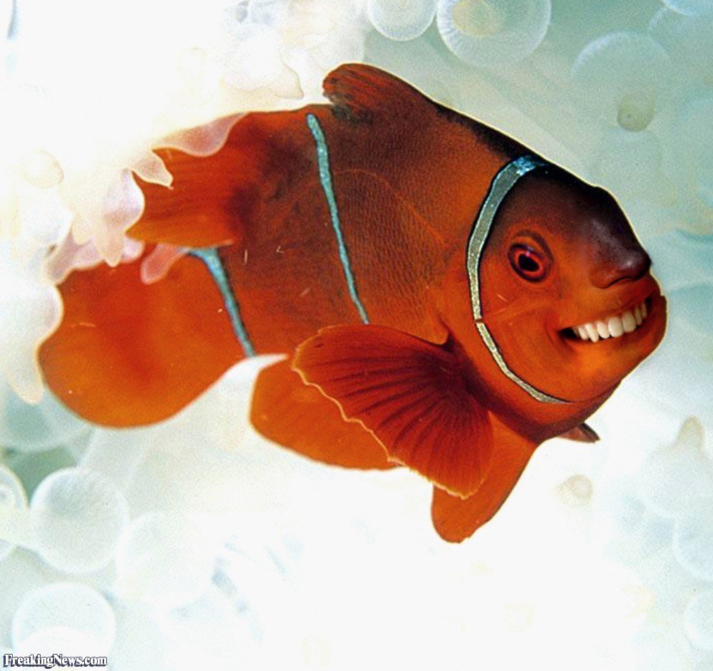 Рыбка улыбается