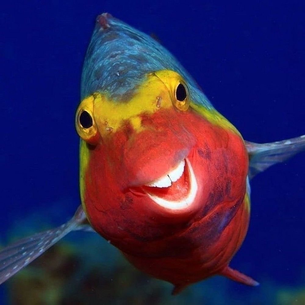 Рыбка попугай морская