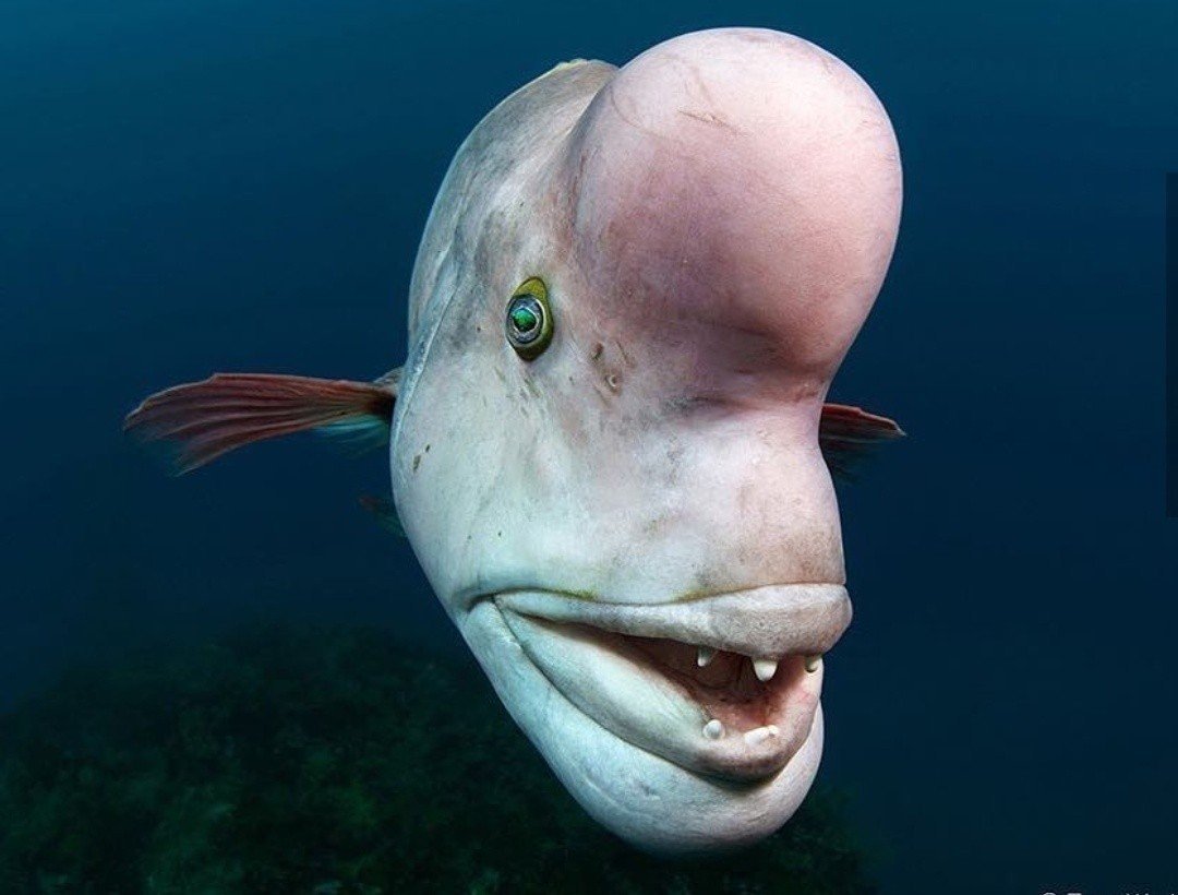 Рыба Овцеголов