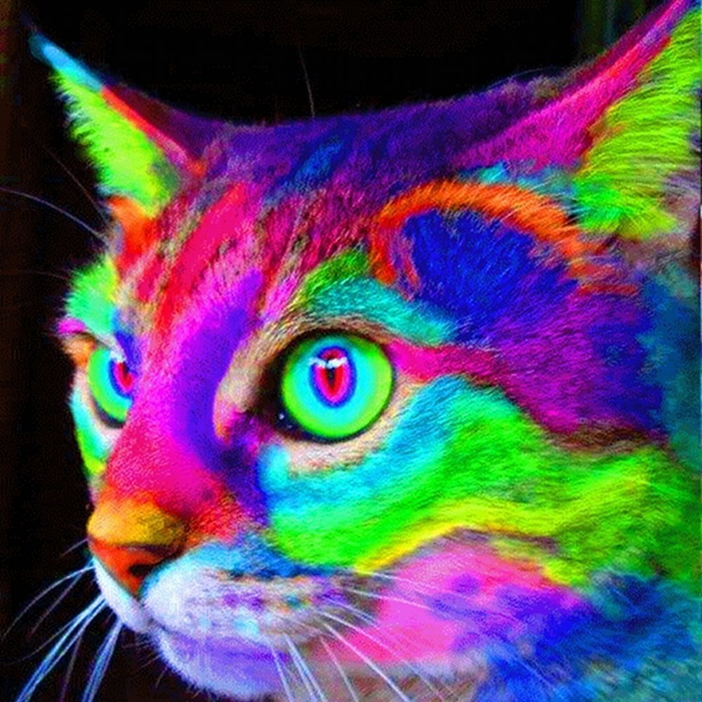 Рейнбоу цветок