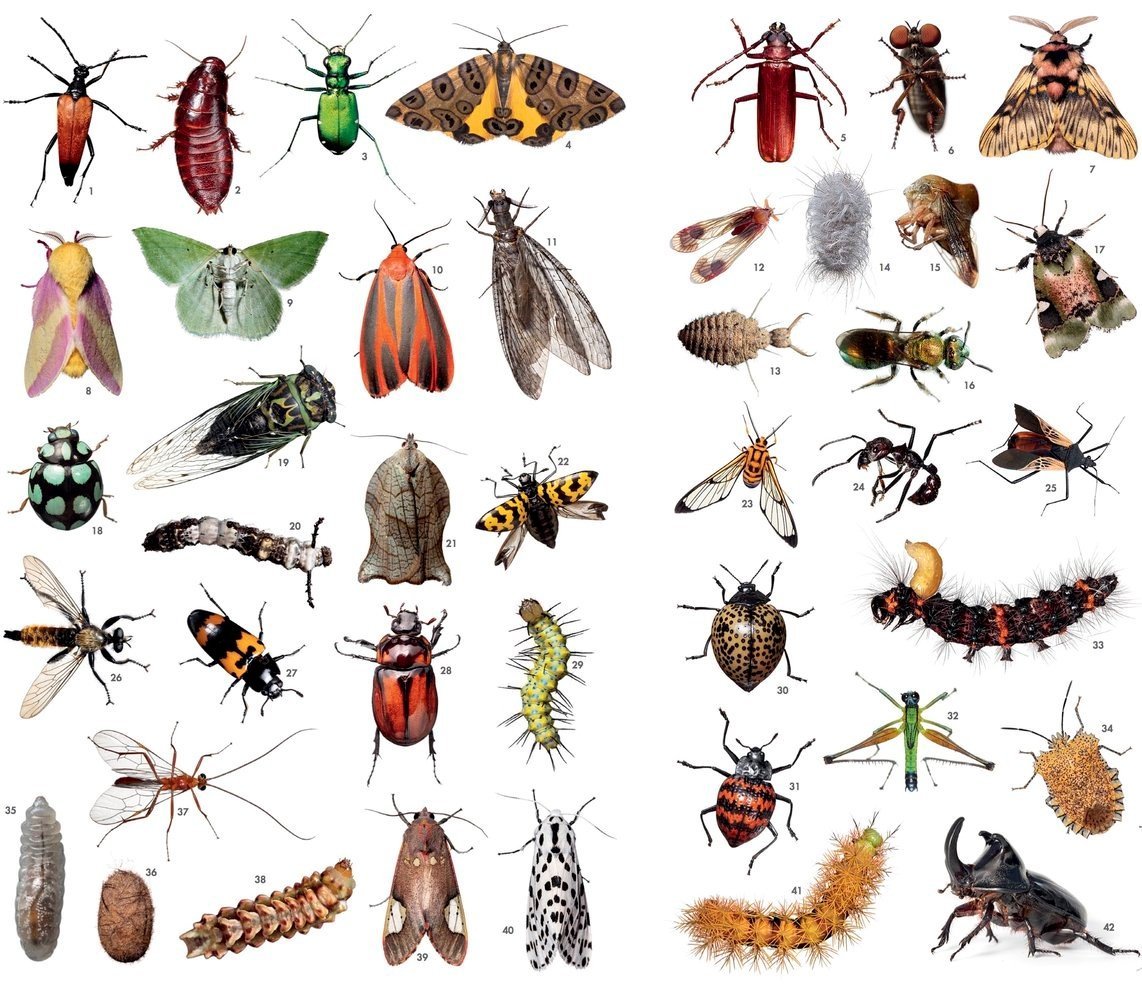 Насекомые для дошкольников