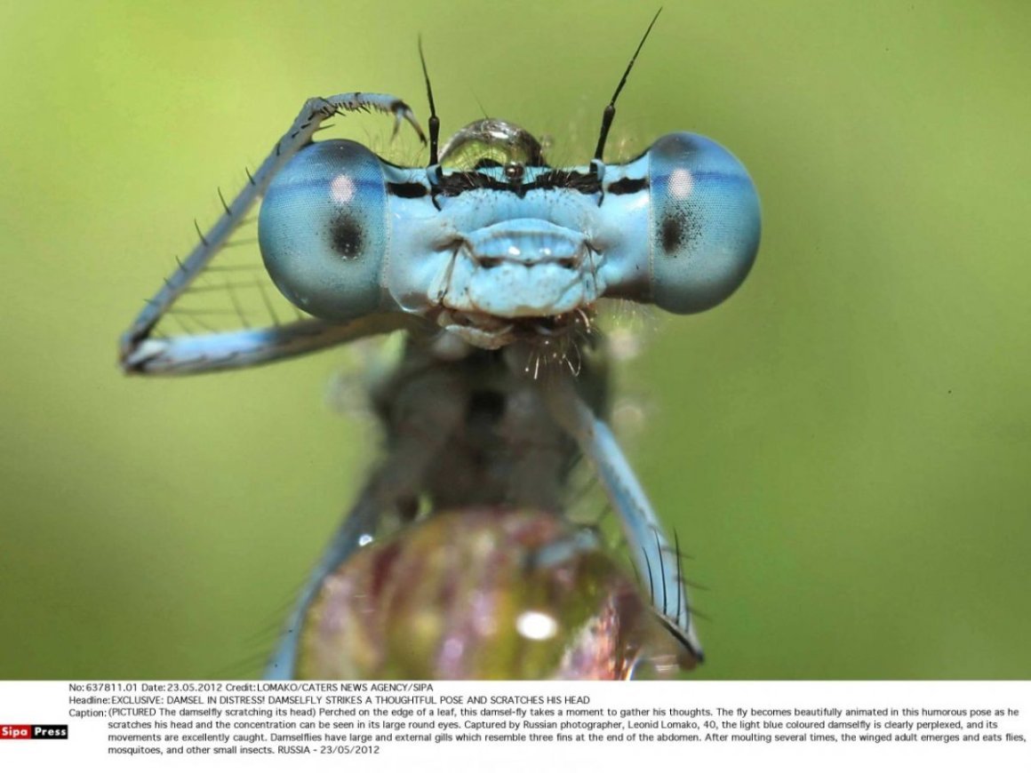 Насекомые картинки для детей