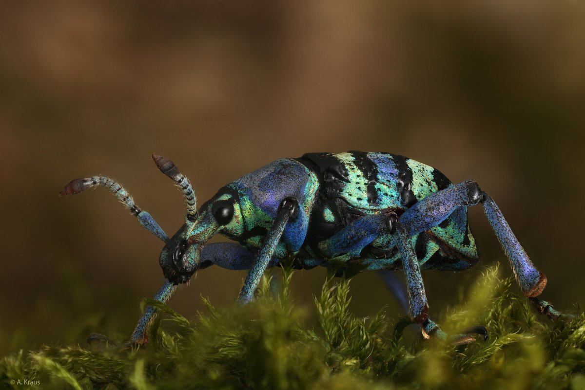 Насекомые картинки