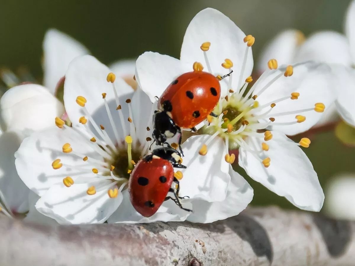 Насекомые весной на прозрачном фоне