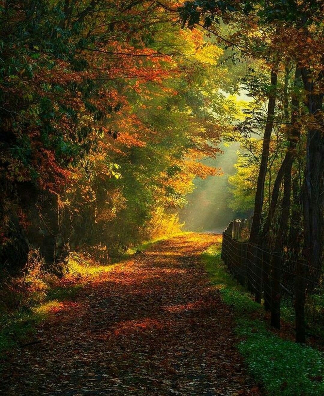 Осенний лес