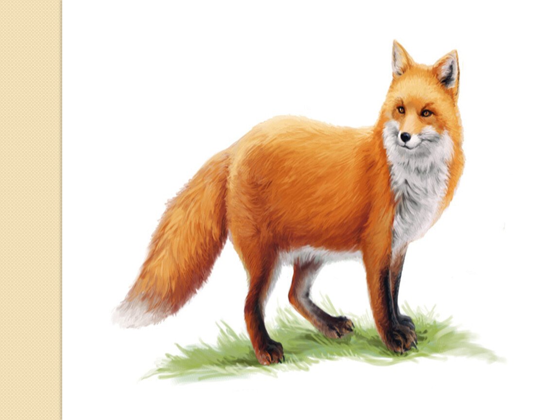 Лиса карточка