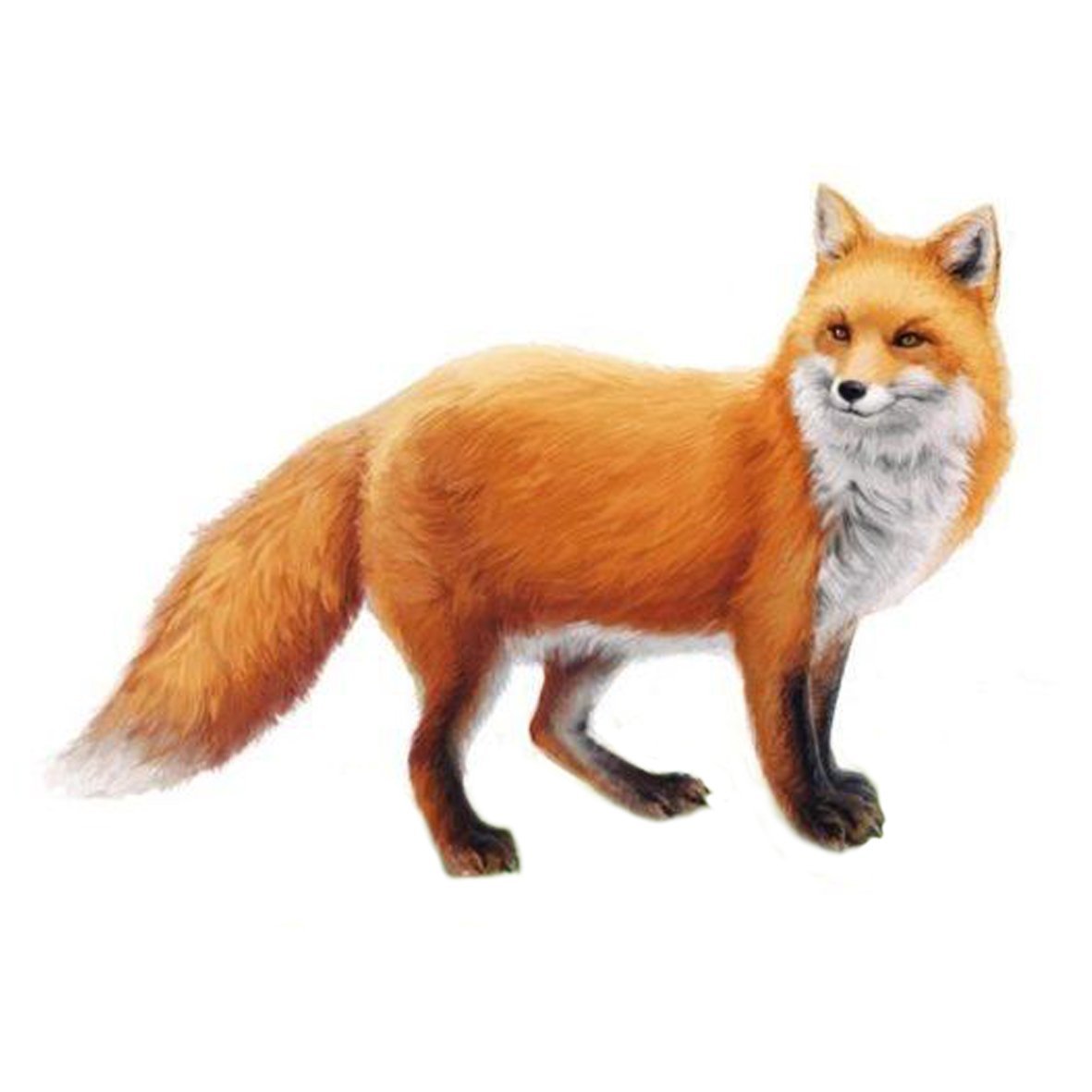 Лиса для детей дошкольного возраста