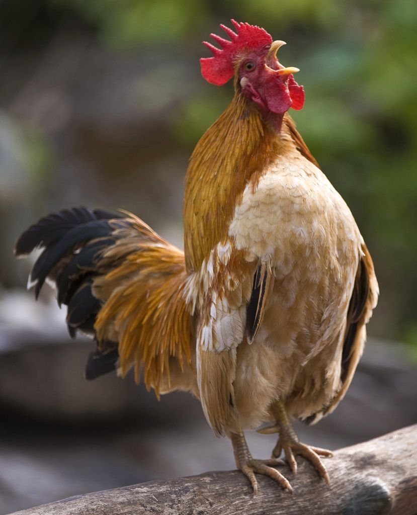 Открытки с добрым утром с петухами и курами