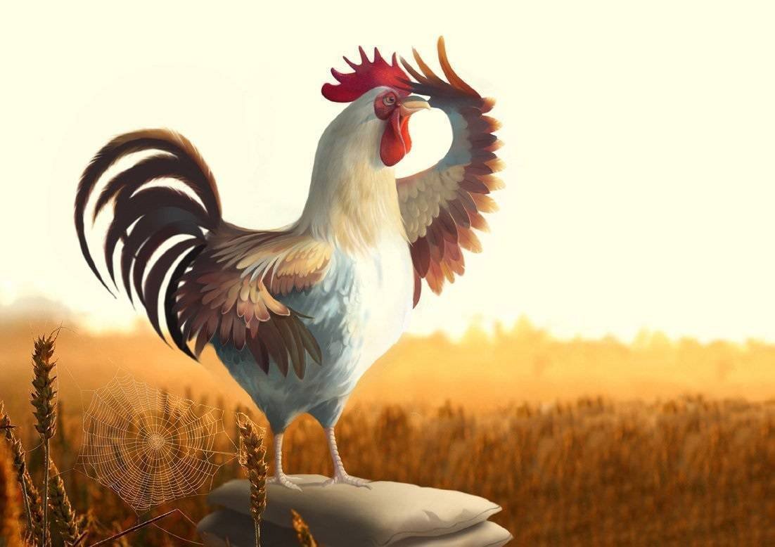 Смешные куры и петухи