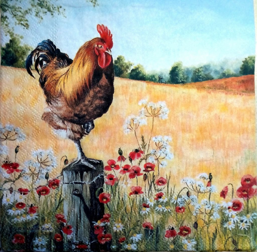 Взъерошенный петух