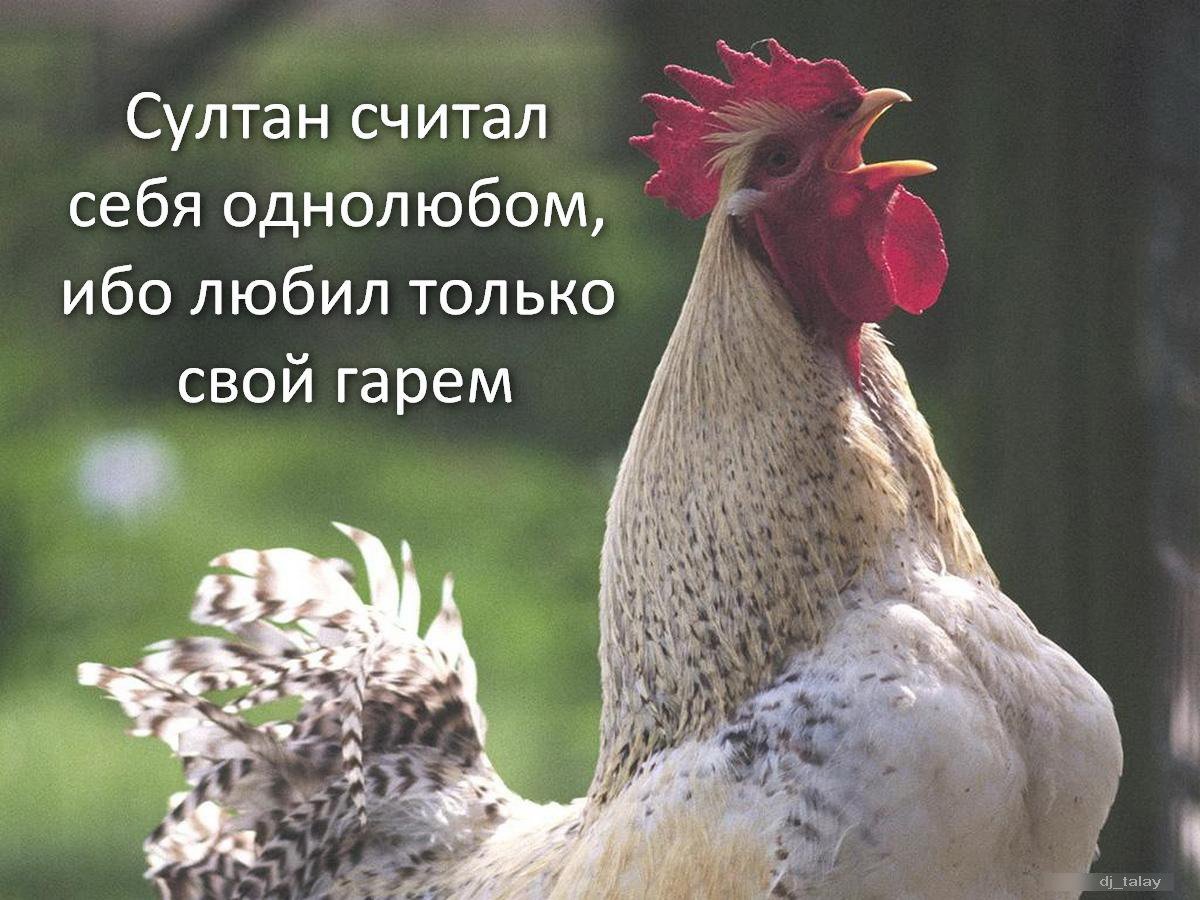 Домашние животные