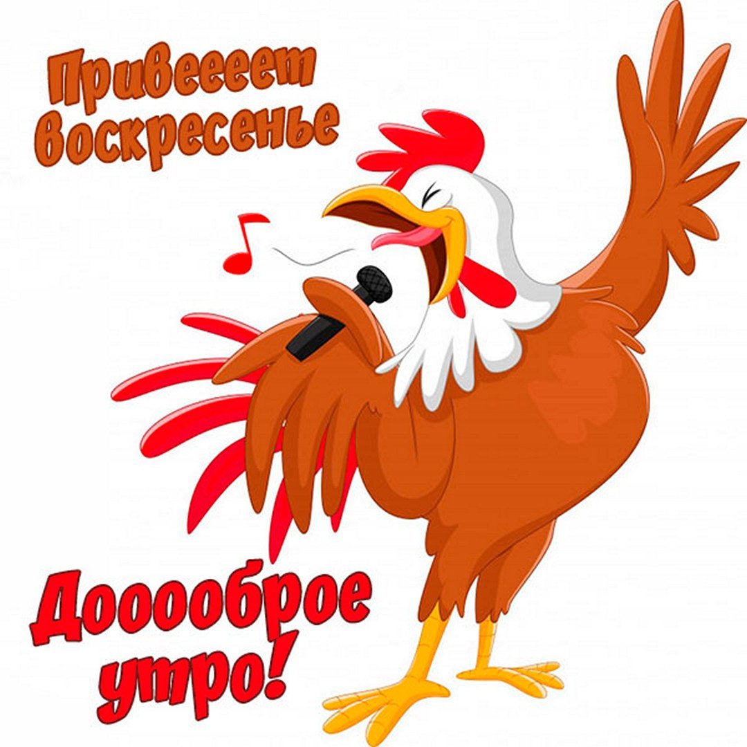 Доброе утро картинки с петухом прикольные