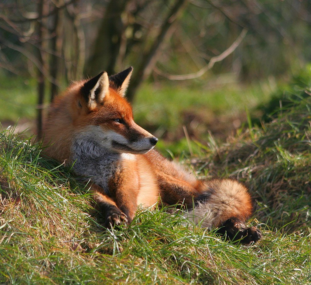 Гепард и леопард