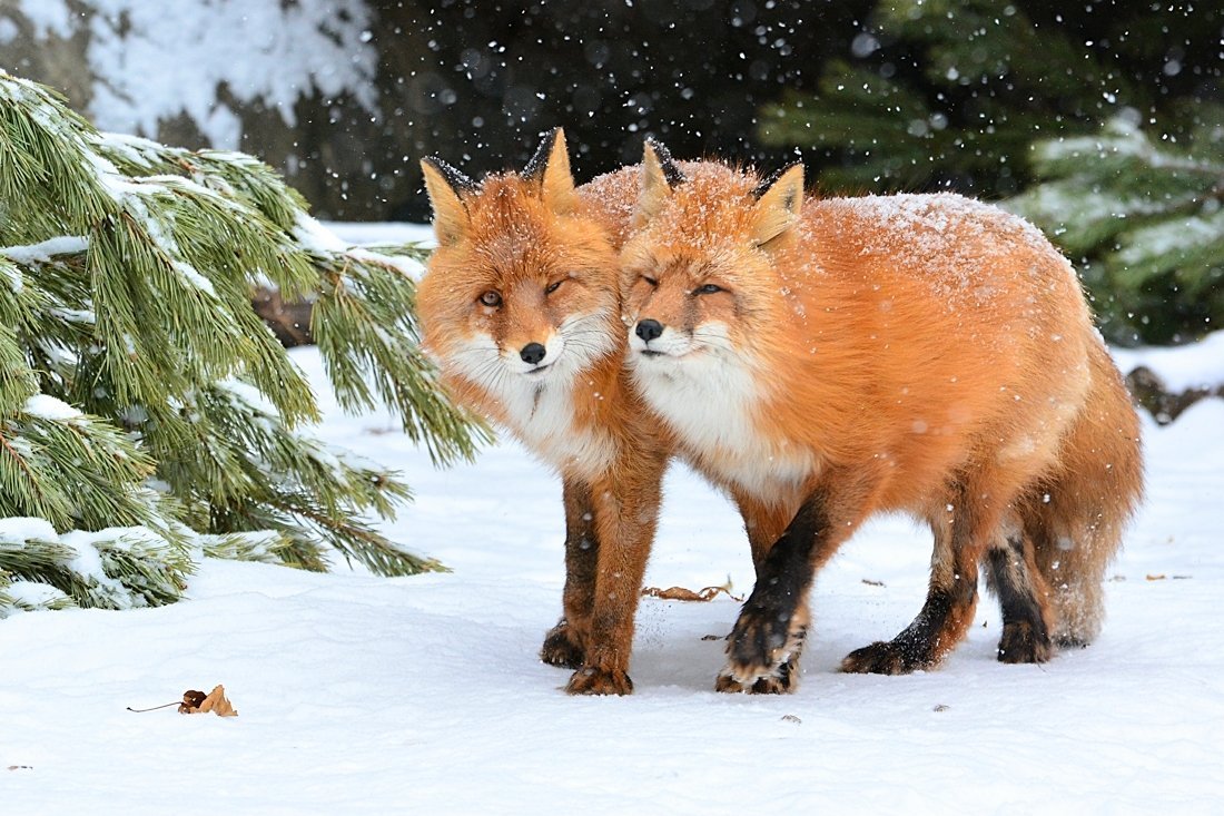 Бурый Тянь-Шанский медведь