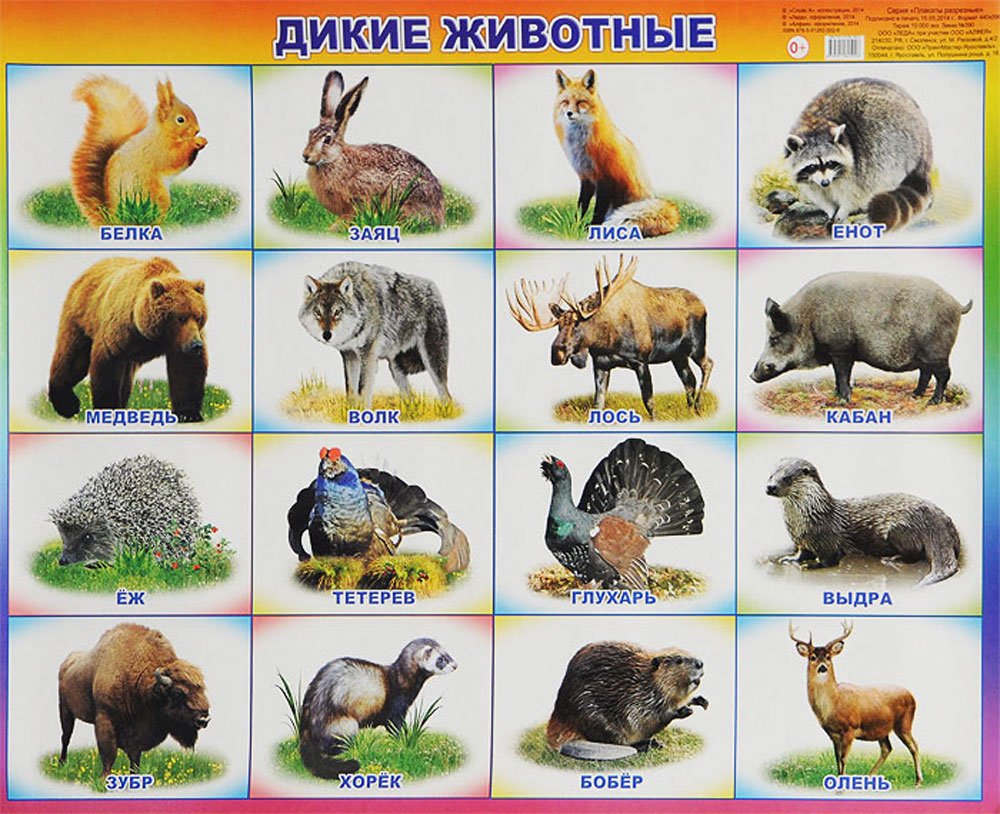 Волк охотится