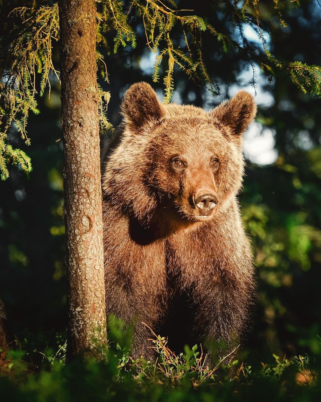 Животные в одном стиле