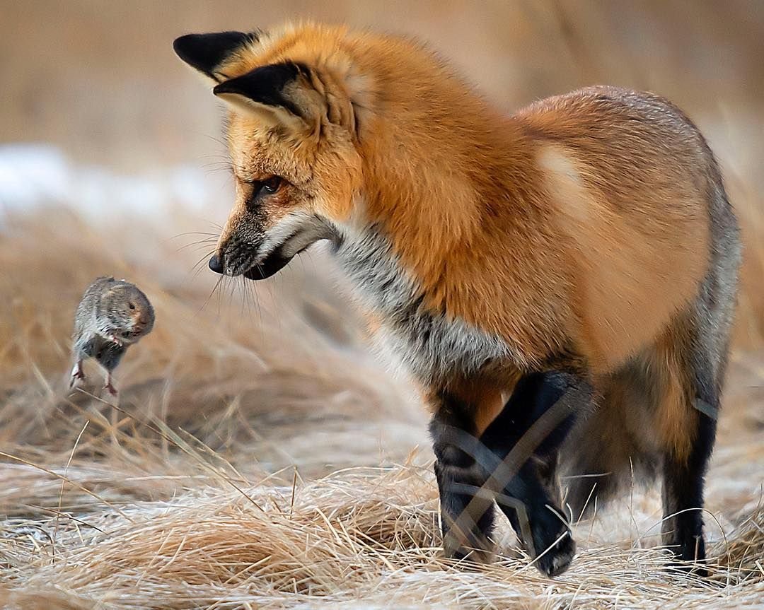 Рысь хищник