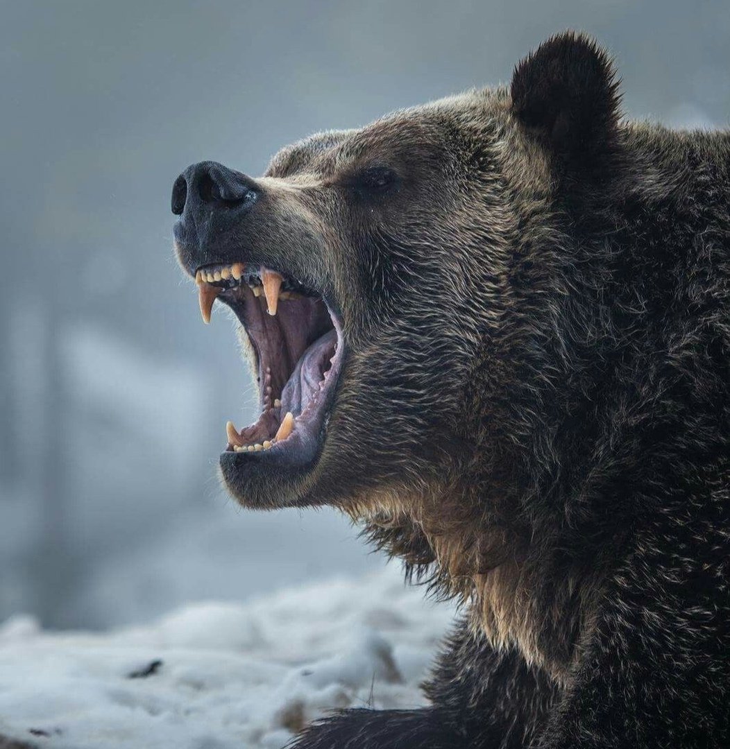 National Geographic лисицы пустыни Калахари