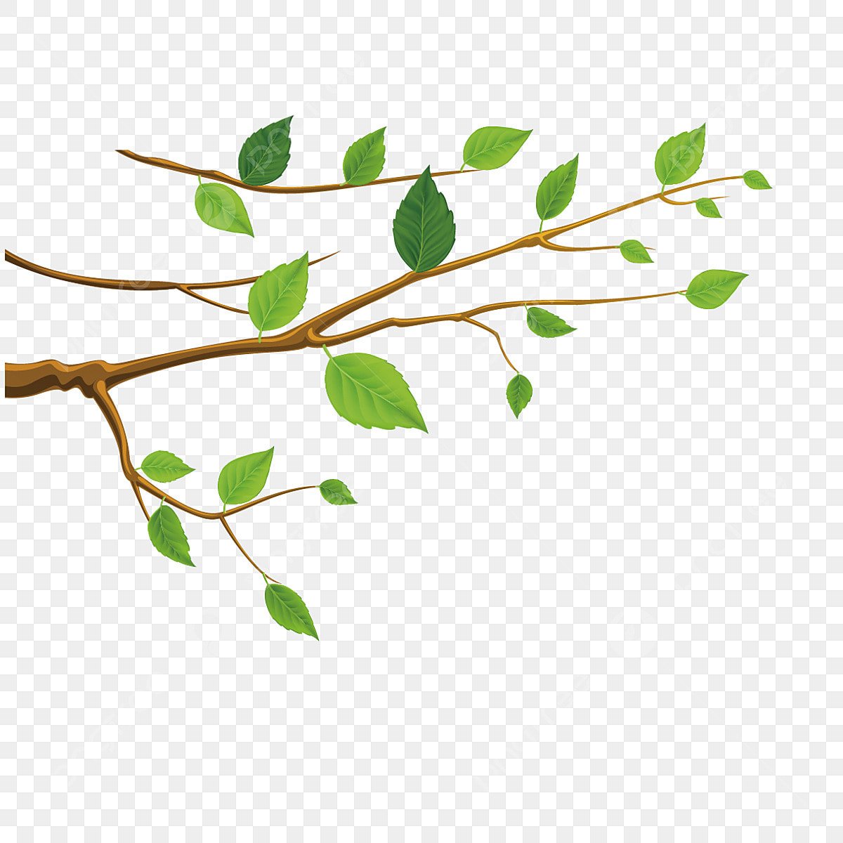 Ветка с почками вектор