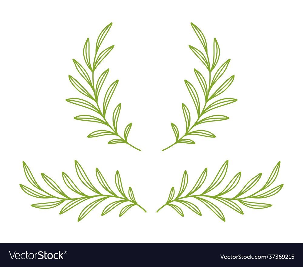 Оливковая веточка в иллюстраторе