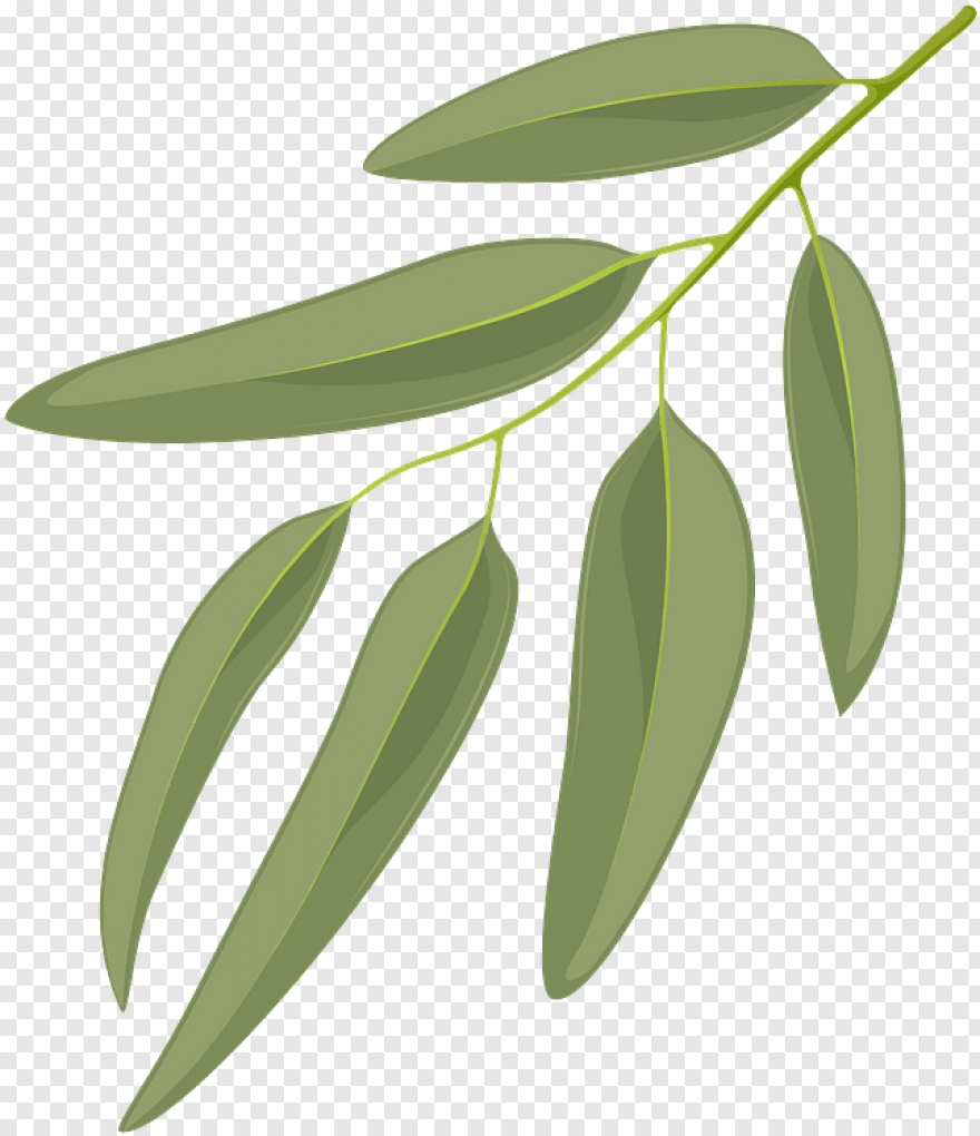 Листики эвкалипта вектор