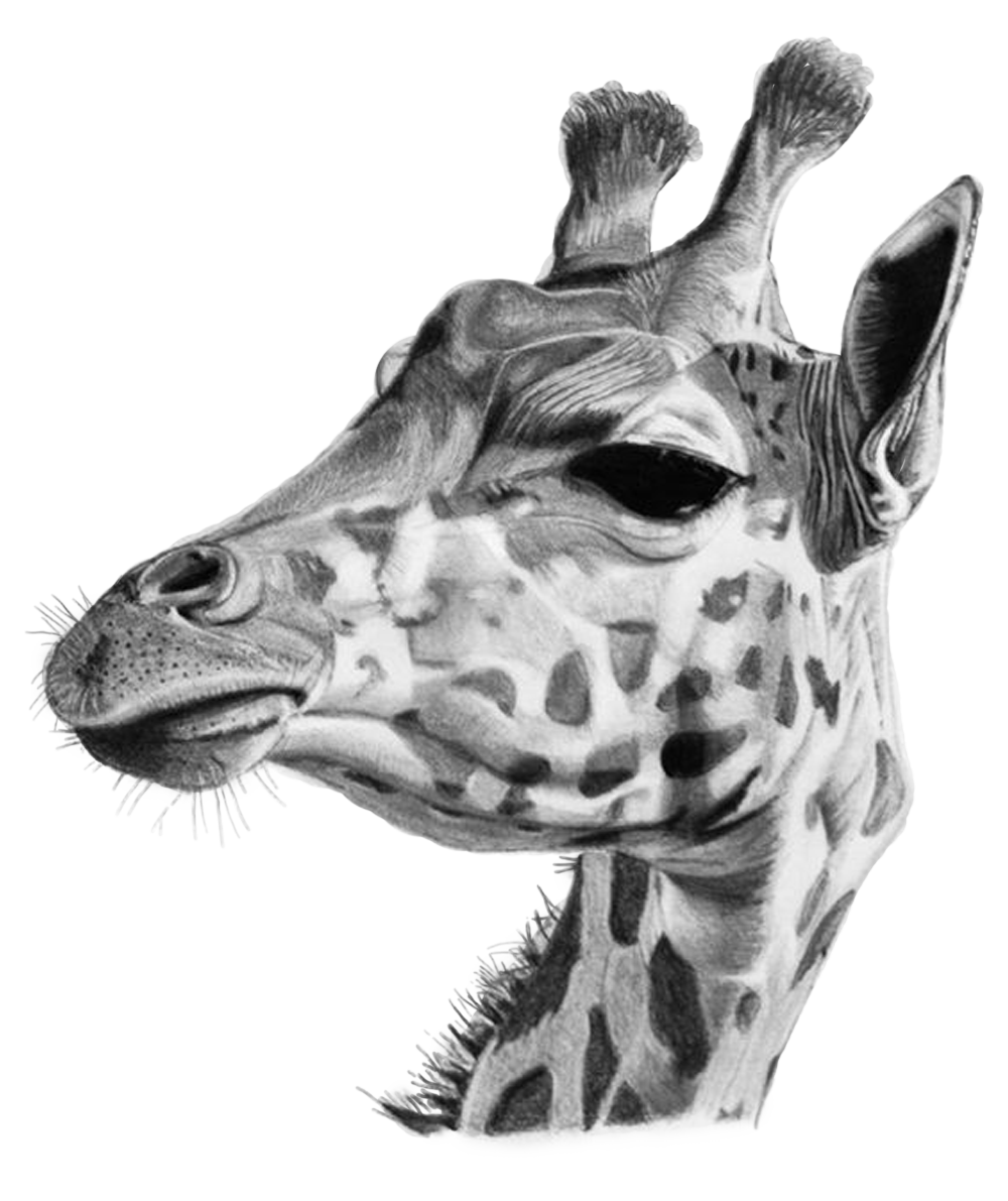 Рисунок жирафа для срисовки