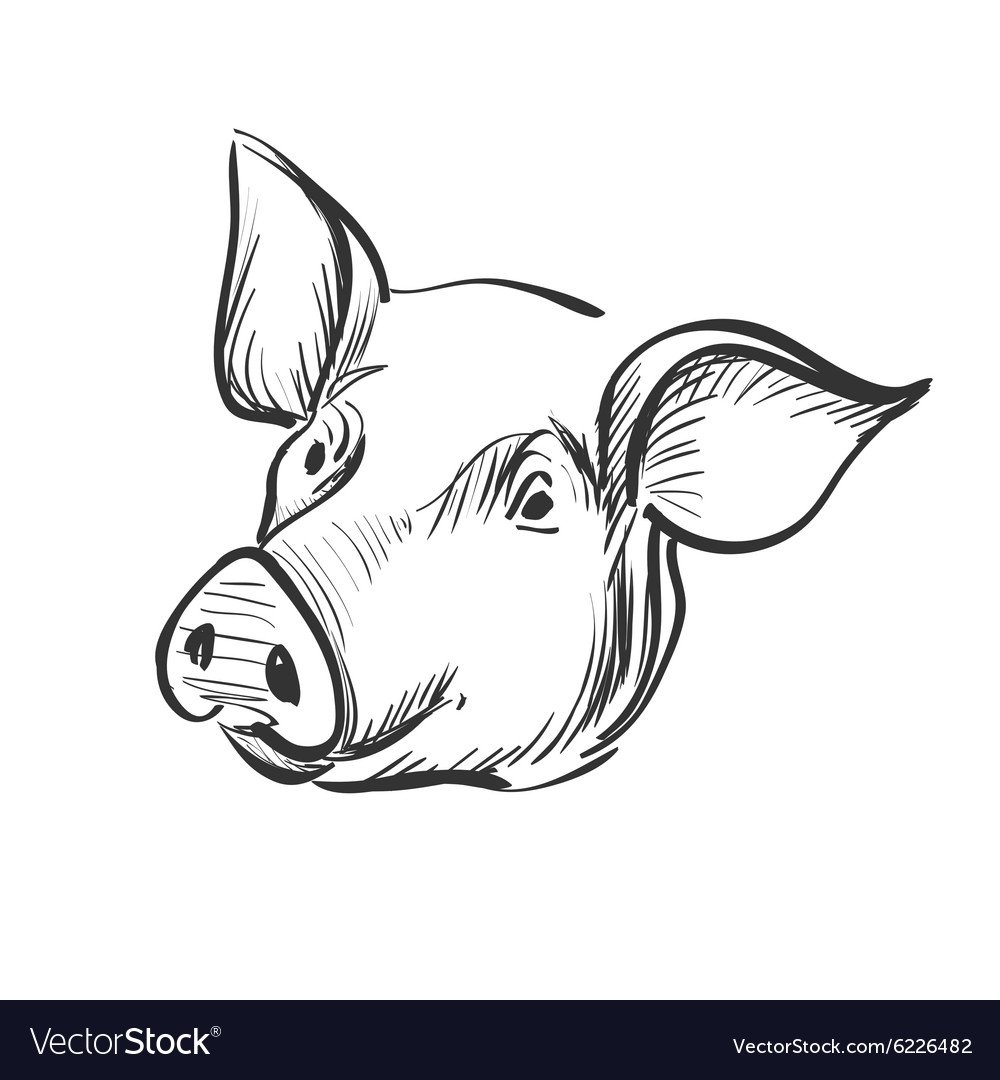 Голова свиньи контур