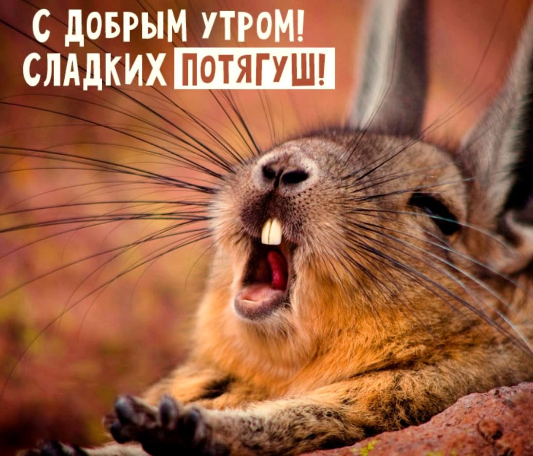 Открытки с добрым утром воскресенья прикольные