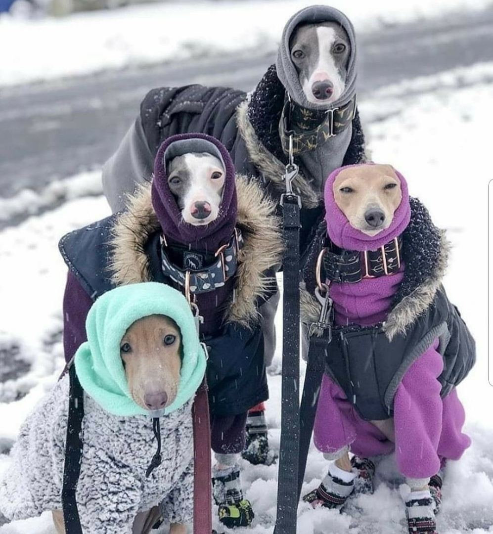 Собачий холод юмор