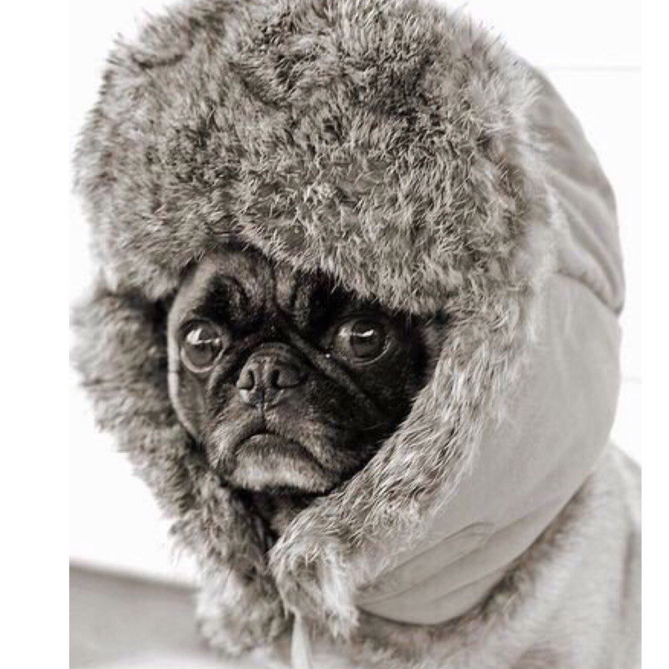 Животные в шапках