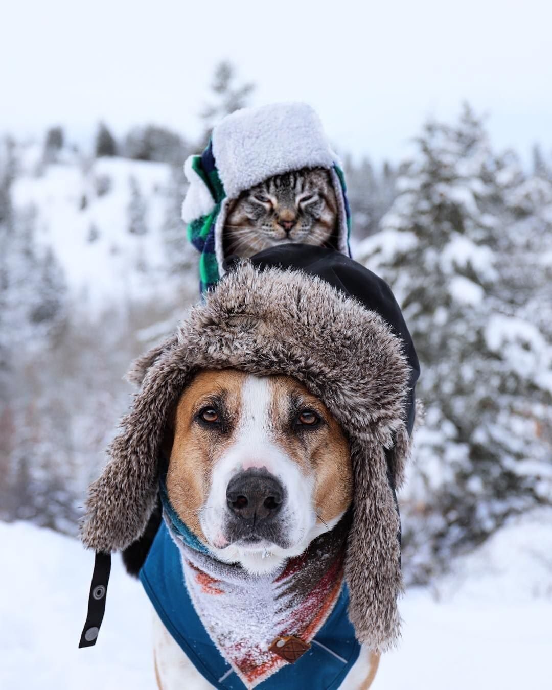 Собака на холоде