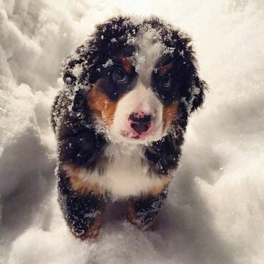 Щенок в снегу