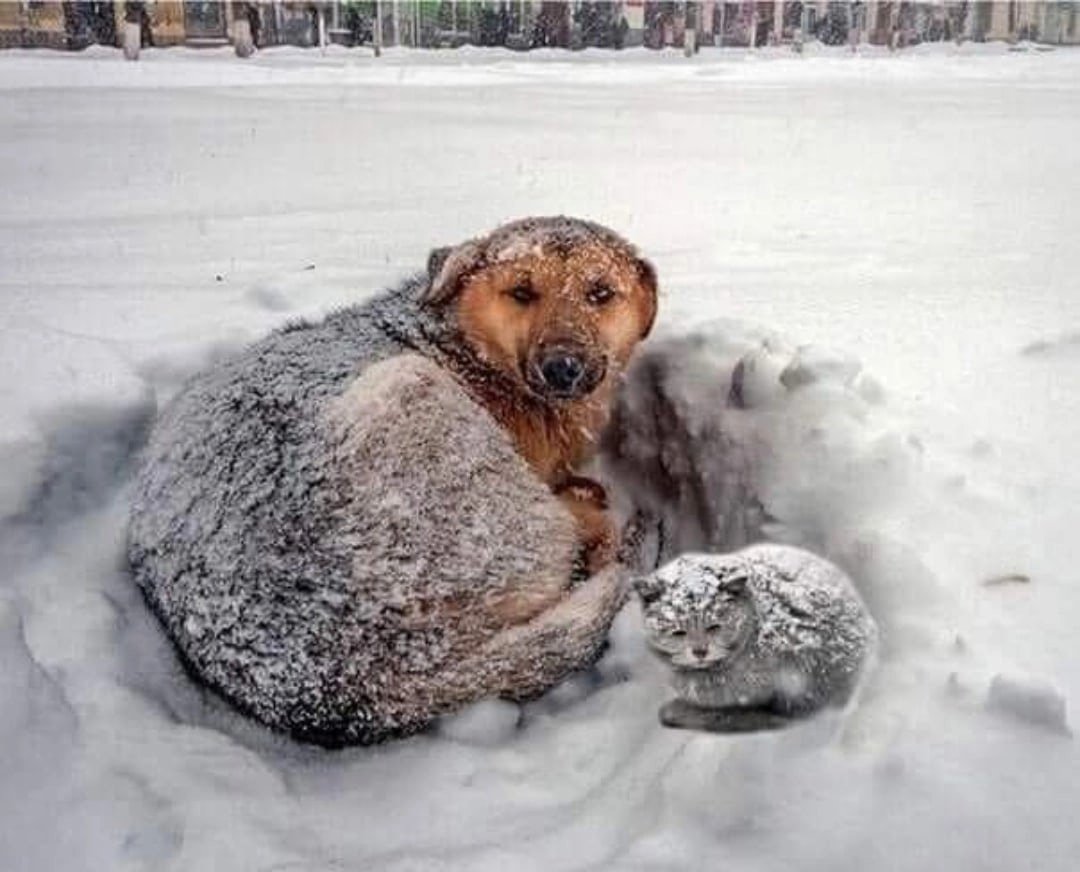 Собака мерзнет