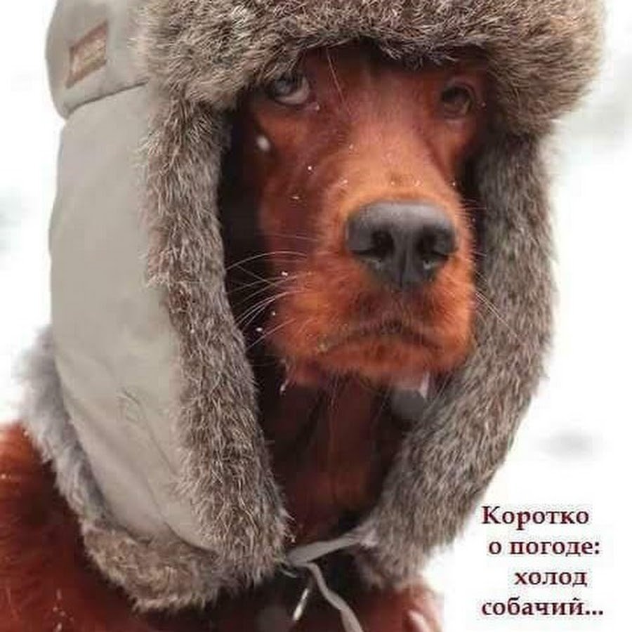 Шапка 'собака'